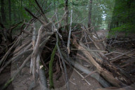NEWS - Deutschland: Besetzung im Hambacher Forst