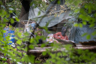 NEWS - Deutschland: Besetzung im Hambacher Forst