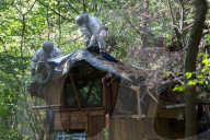 NEWS - Deutschland: Besetzung im Hambacher Forst