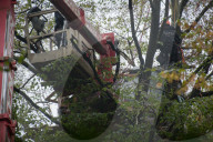 NEWS - Deutschland: Besetzung im Hambacher Forst
