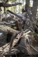 NEWS - Die RÃ¤umung des Hambacher Forsts geht weiter