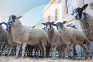 FEATURE - Pix of the Day: Bilder des Tages
