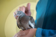 FEATURE - Hat einen Vogel: Ruheständler zieht verlassenes Taubenküken auf