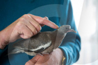 FEATURE - Hat einen Vogel: Ruheständler zieht verlassenes Taubenküken auf
