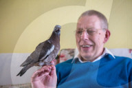 FEATURE - Hat einen Vogel: Ruheständler zieht verlassenes Taubenküken auf