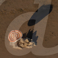 FEATURE - Pix of the Day: Bilder des Tages