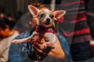 NEWS - New York: Tiere werden in St.John's and Divine gesegnet
