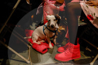 NEWS - New York: Tiere werden in St.John's and Divine gesegnet