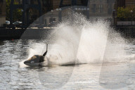 FEATURE - Wal Jet-Ski Submarine auf der Themse in London