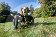 FEATURE - Dreibeiniger Beagle Hector mit seinem neuen Rollstuhl