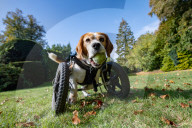 FEATURE - Dreibeiniger Beagle Hector mit seinem neuen Rollstuhl
