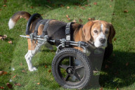 FEATURE - Dreibeiniger Beagle Hector mit seinem neuen Rollstuhl