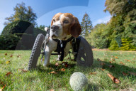 FEATURE - Dreibeiniger Beagle Hector mit seinem neuen Rollstuhl