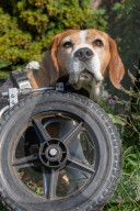 FEATURE - Dreibeiniger Beagle Hector mit seinem neuen Rollstuhl