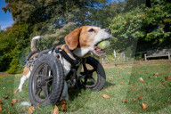 FEATURE - Dreibeiniger Beagle Hector mit seinem neuen Rollstuhl