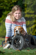 FEATURE - Dreibeiniger Beagle Hector mit seinem neuen Rollstuhl