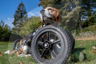 FEATURE - Dreibeiniger Beagle Hector mit seinem neuen Rollstuhl