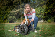 FEATURE - Dreibeiniger Beagle Hector mit seinem neuen Rollstuhl