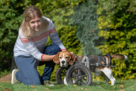 FEATURE - Dreibeiniger Beagle Hector mit seinem neuen Rollstuhl