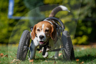 FEATURE - Dreibeiniger Beagle Hector mit seinem neuen Rollstuhl