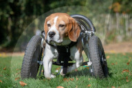 FEATURE - Dreibeiniger Beagle Hector mit seinem neuen Rollstuhl
