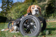 FEATURE - Dreibeiniger Beagle Hector mit seinem neuen Rollstuhl