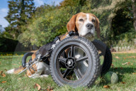 FEATURE - Dreibeiniger Beagle Hector mit seinem neuen Rollstuhl