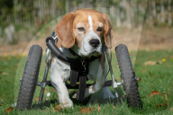 FEATURE - Dreibeiniger Beagle Hector mit seinem neuen Rollstuhl