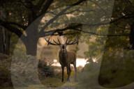 FEATURE - Pix of the Day: Bilder des Tages