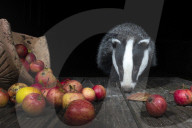 FEATURE - Pix of the Day: Bilder des Tages