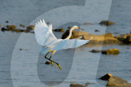 FEATURE - Pix of the Day: Bilder des Tages