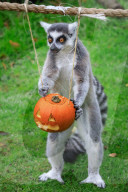 FEATURE - Halloween Stimmung im Zoo von Bedfordshire