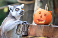 FEATURE - Halloween Stimmung im Zoo von Bedfordshire
