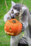 FEATURE - Halloween Stimmung im Zoo von Bedfordshire