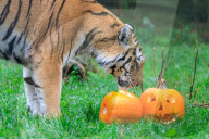 FEATURE - Halloween Stimmung im Zoo von Bedfordshire