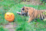 FEATURE - Halloween Stimmung im Zoo von Bedfordshire