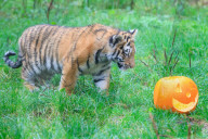 FEATURE - Halloween Stimmung im Zoo von Bedfordshire