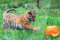FEATURE - Halloween Stimmung im Zoo von Bedfordshire