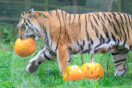 FEATURE - Halloween Stimmung im Zoo von Bedfordshire