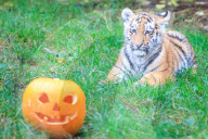 FEATURE - Halloween Stimmung im Zoo von Bedfordshire