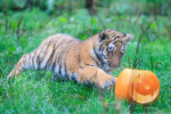 FEATURE - Halloween Stimmung im Zoo von Bedfordshire