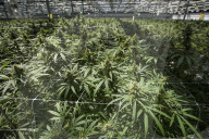 NEWS - Cannabis: Kiffen in Kanada ist nun erlaubt 