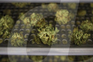 NEWS - Cannabis: Kiffen in Kanada ist nun erlaubt 