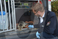 FEATURE - Schwanenvater rettet einen Heuler aus dem Hamburger Hafen