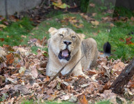 FEATURE - Löwen geniessen den Herbst im London Zoo