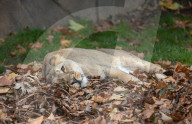FEATURE - Löwen geniessen den Herbst im London Zoo