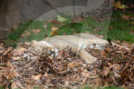 FEATURE - Löwen geniessen den Herbst im London Zoo