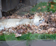 FEATURE - Löwen geniessen den Herbst im London Zoo