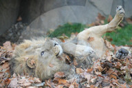 FEATURE - Löwen geniessen den Herbst im London Zoo