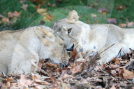 FEATURE - Löwen geniessen den Herbst im London Zoo